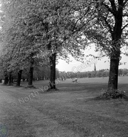 Harrogate, The Stray, Beech Grove